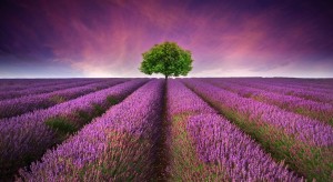 Purple Heaven--Lavender Fields at Sunset