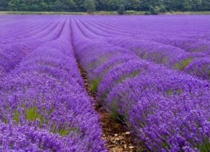 lavender_fields_09